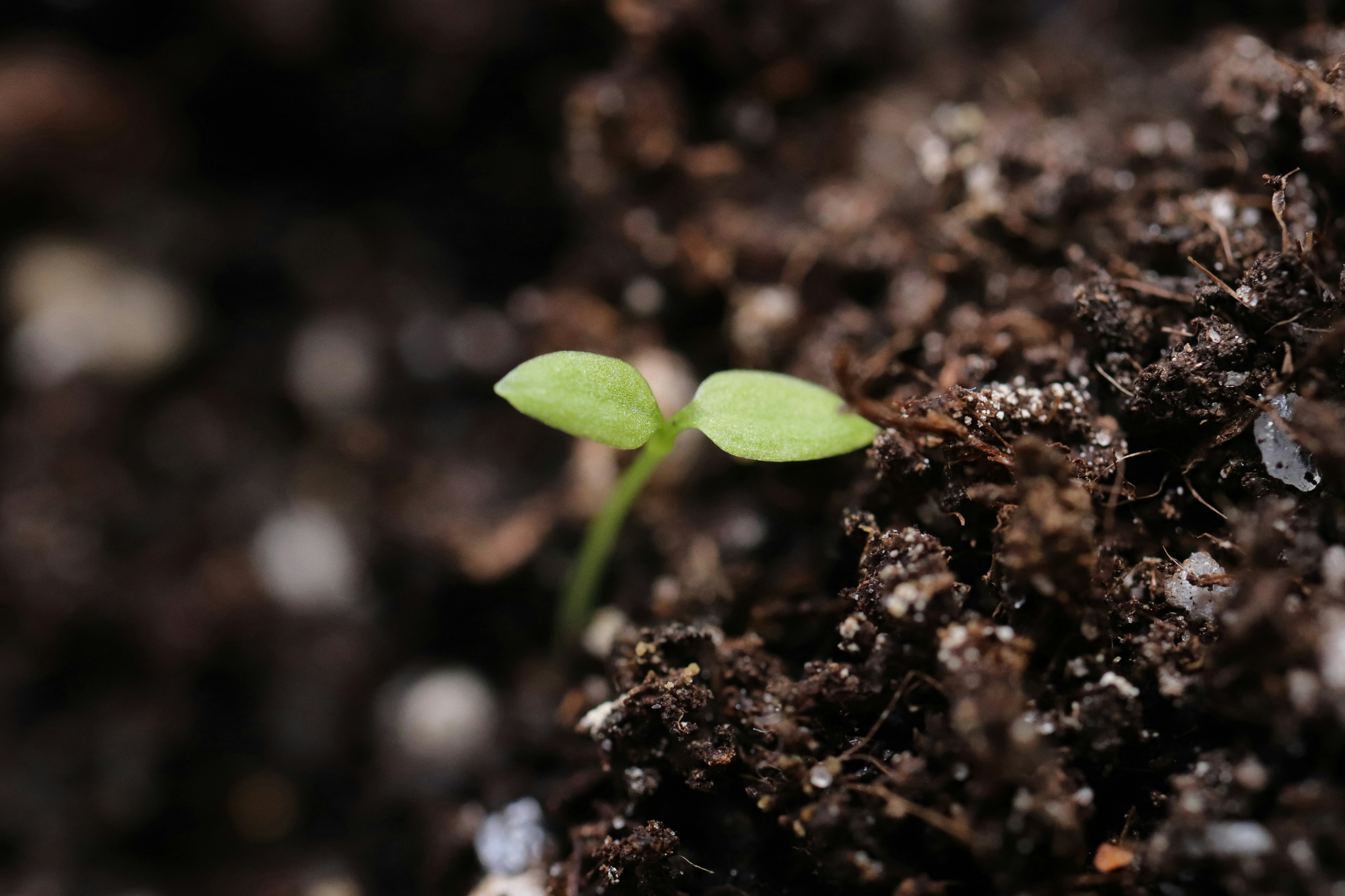Soil